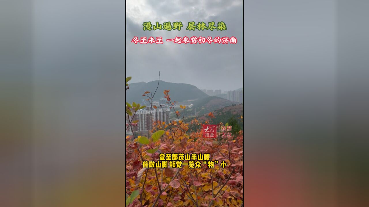 近看红叶远看翠!初冬登山,发现别样济南