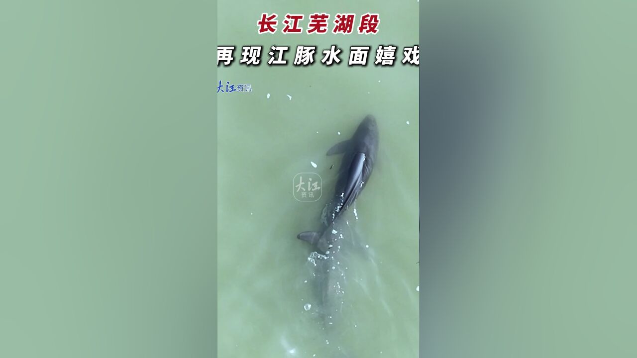 长江芜湖段 再现江豚水面嬉戏