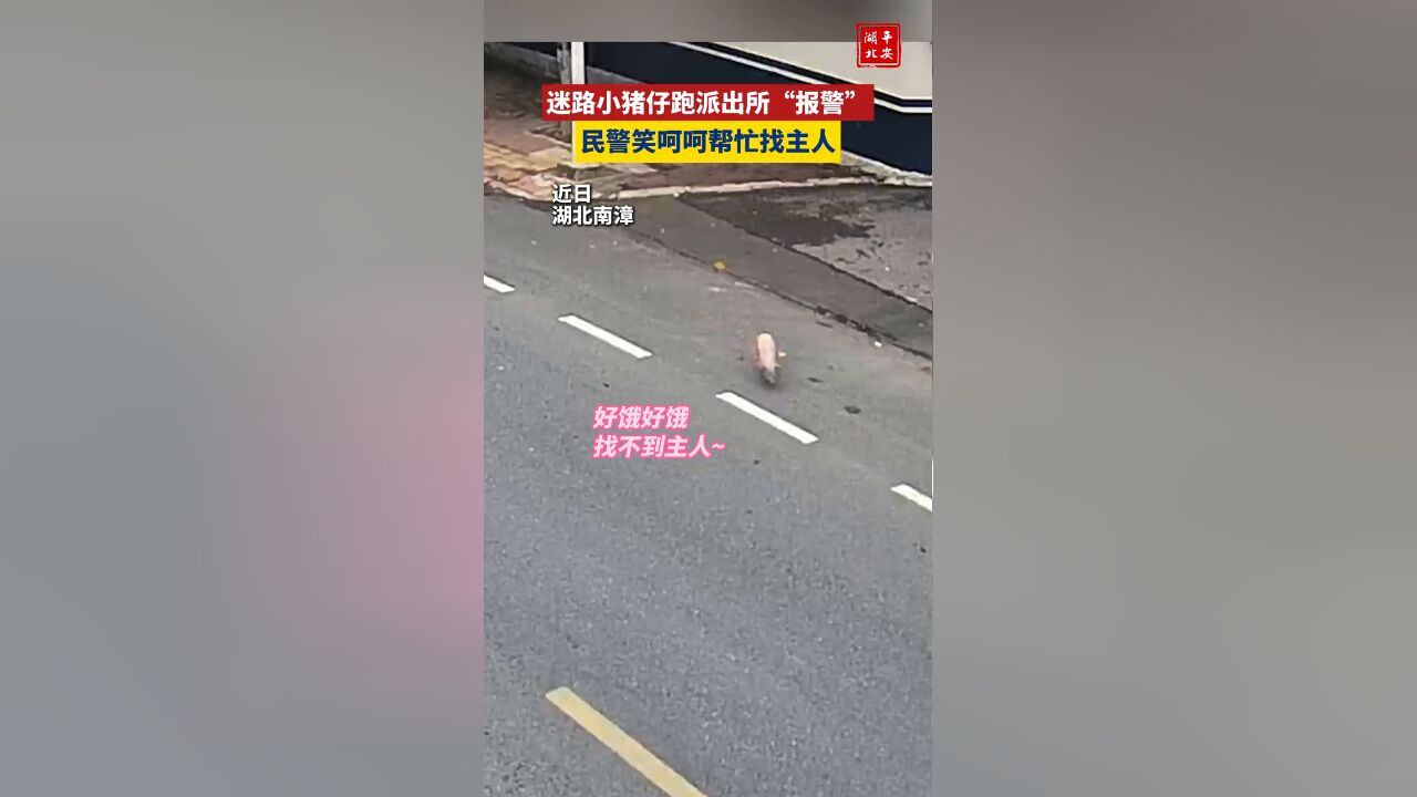 迷路小猪仔跑派出所“报警”,民警笑呵呵帮忙找主人…