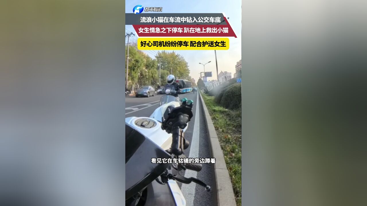 流浪小猫在车流中钻入公交车底 女生情急之下停车 趴在地上救出小猫