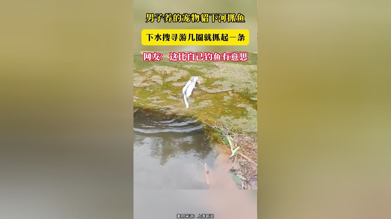 男子养的宠物貂下河抓鱼 下水搜寻游几圈就抓起一条 网友:这比自己钓鱼有意思