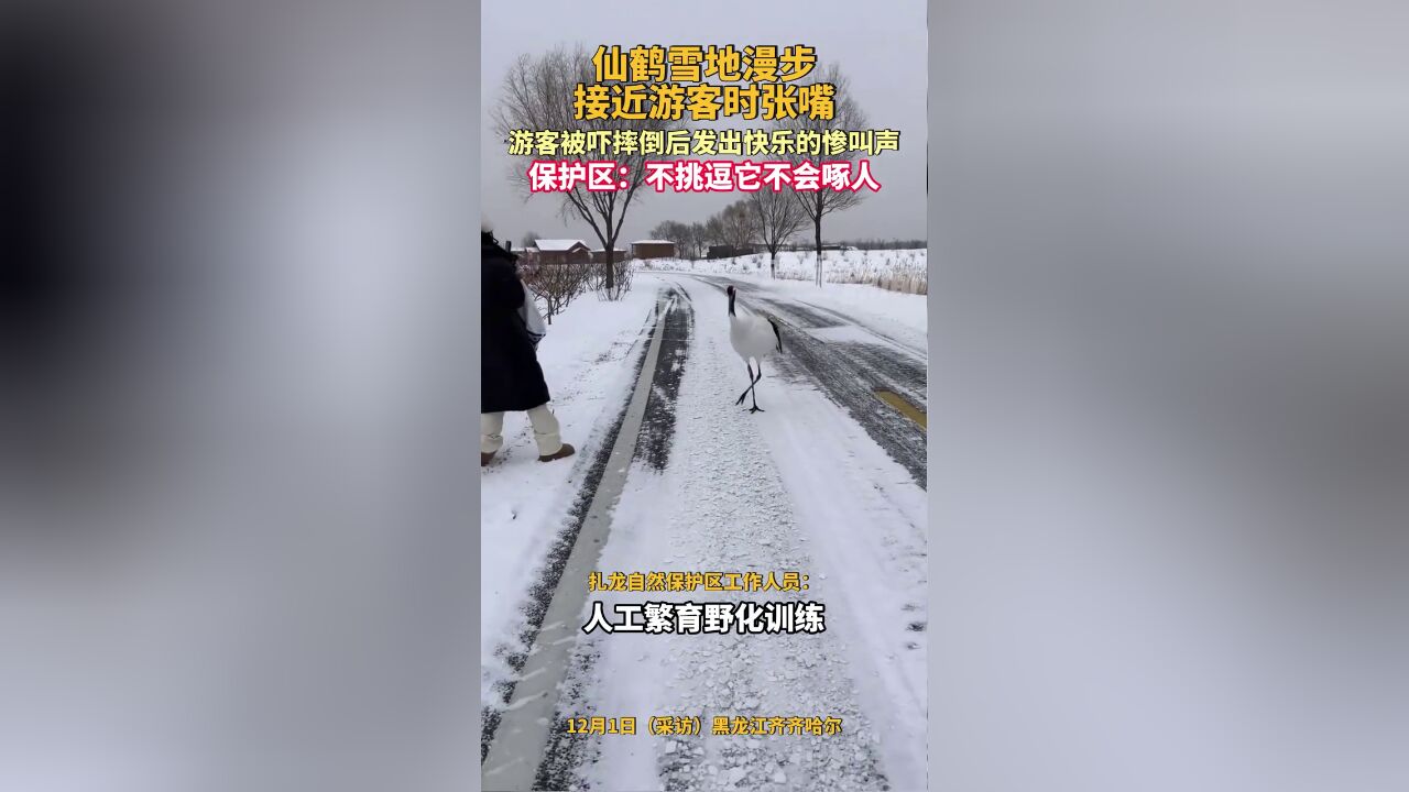 仙鹤雪地漫步接近游客时张嘴,游客被吓摔倒后发出快乐的惨叫声