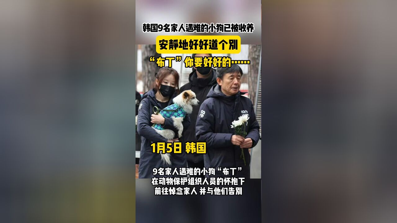 韩国9名家人遇难的小狗已被收养 它与家人安静地好好道个别