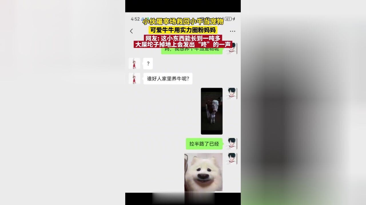 小伙屠宰场救回小牛当宠物,可爱牛牛用实力圈粉妈妈,网友:这小东西能长到一吨多