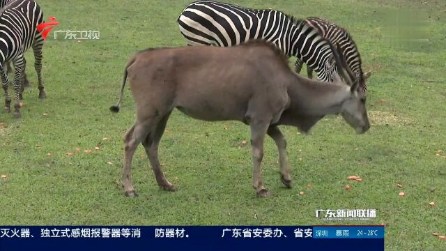 “发现野生动物之美”摄影大赛在广州启动