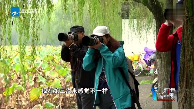 候鸟过冬 鸬鹚 鸳鸯 黑天鹅 西湖陆续迎来“远方来客”