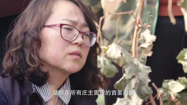 国产红酒无销路处境尴尬 酿酒师:没人总为情怀买单