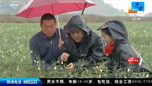 垄上农学院 贝母花期雨水多 防病追肥稳产很关键