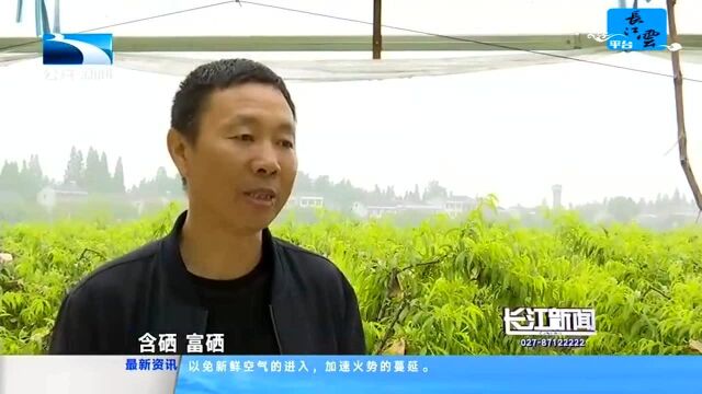 火红五月 幸福生活 仙桃:湖北最早的露地桃成熟上市