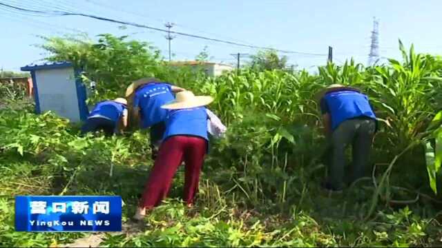 农工党营口市委员会开展农村人居环境整治服务活动