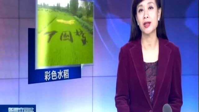 扬州:打造特色稻米品牌 彩色水稻“绣”出美丽乡村