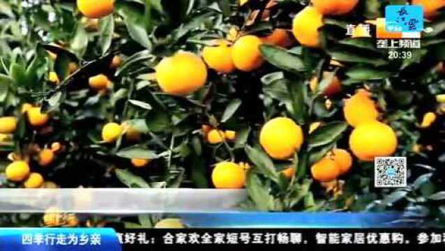 分散种植到规模产业 宜昌柑橘成致富“金果果”