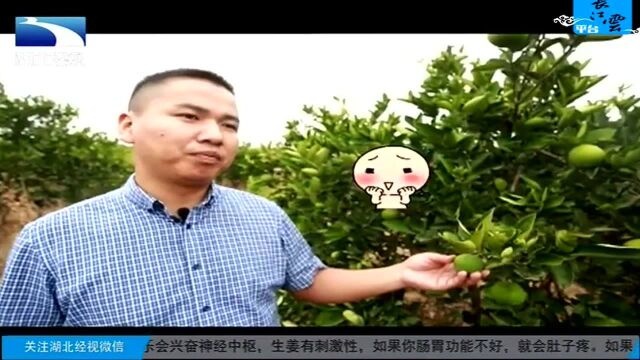 谁不说咱家乡美之四季瓜果飘香的沼山镇