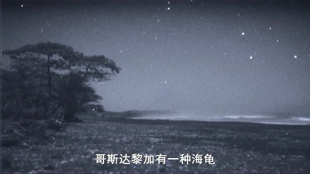 蓝色星球 第1季:最惨小平背龟! 一出生就面临死亡