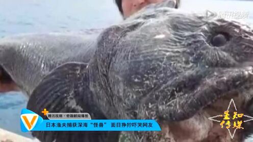 狂野动物世界之旅日本渔夫捕获深海怪兽面目狰狞吓哭网友