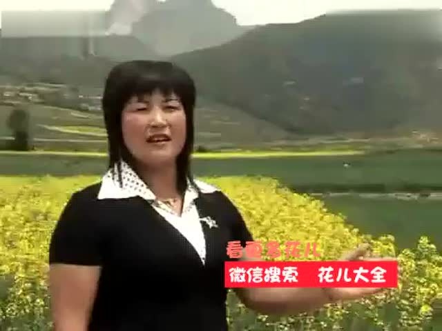 青海花儿:王秀_腾讯视频