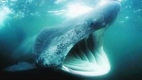 现场解刨深海"怪兽" 巨口鲨鱼 - 腾讯视频