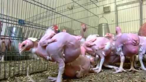 你们没见过的无毛鸡，超级会下蛋，吃的时候毛都不用拔！