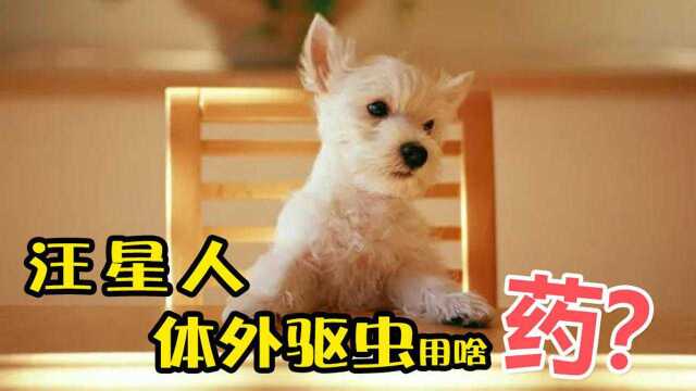 给柯利犬体外驱虫,却险些没命?别把驱虫不当回事