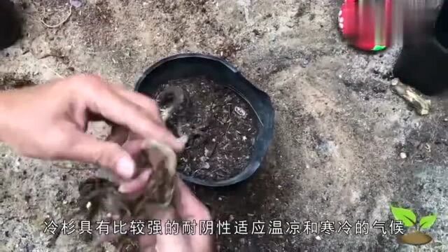 给我国特有的常绿小乔木进行分株,最后的结果让我的心里有落差!