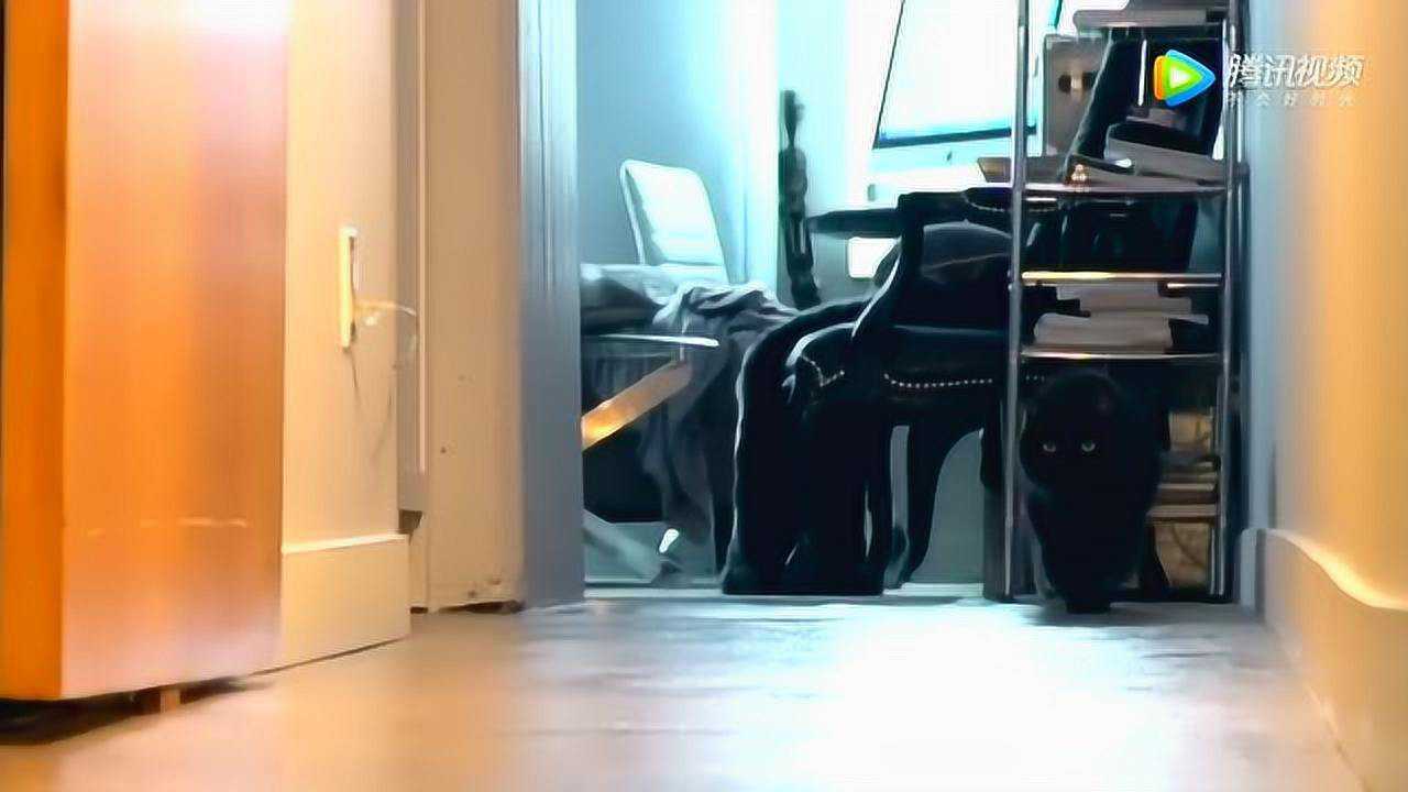 黑猫的计划被奶牛猫破坏黑猫心里顿时有一万头羊驼奔过