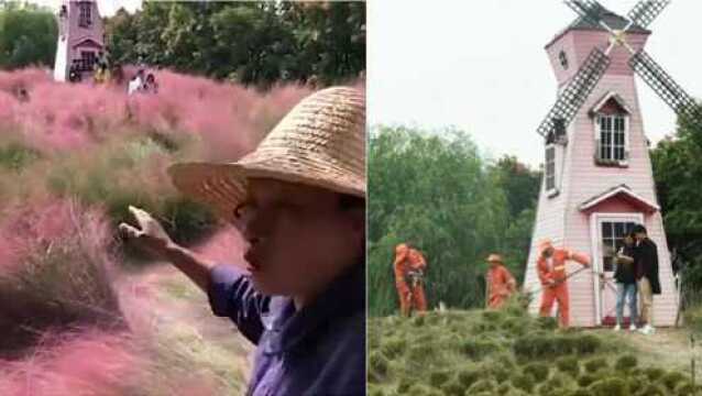 网上爆红的粉黛乱子草花海遭游客踩踏压倒 阿姨忍痛全部割除