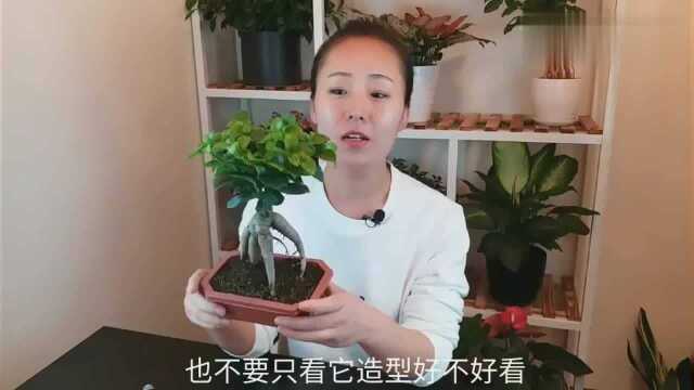 5块钱买了棵人参花,1剪子让她修成了大盆景!