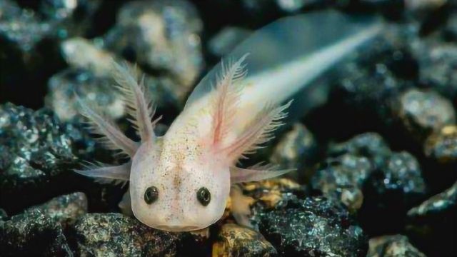 农村大集上的古老生物,人称“六角龙鱼”,这可是货真价实的活化石