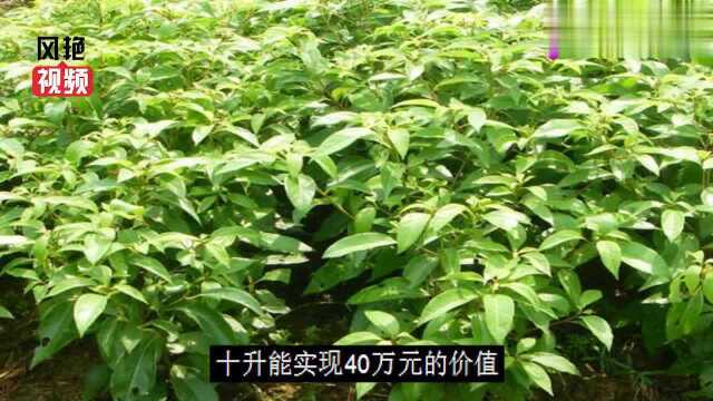 这种樟树被称为植物黄金,一亩地可提取冰片30公斤,价值40万!