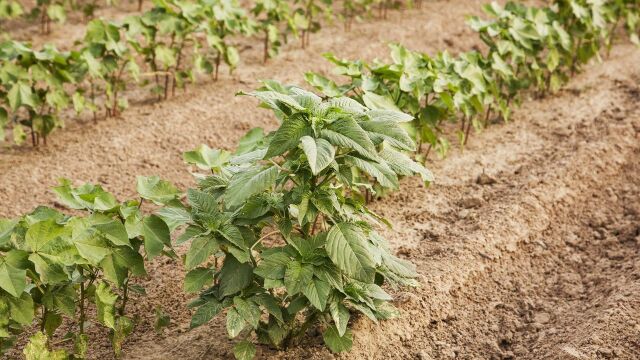 草铵膦代替百草枯?温度多少使用效果好?几点用草铵膦效果好?