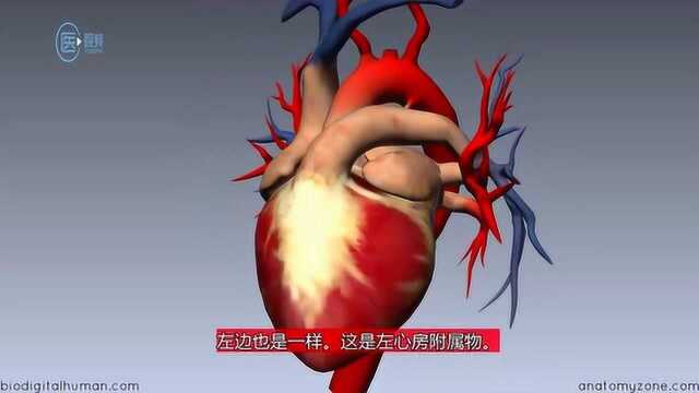 医学视频:深入了解左心房