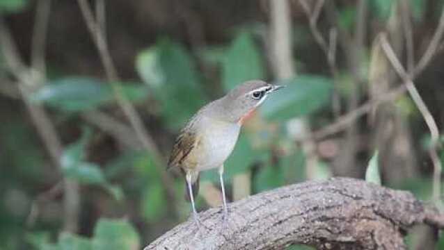 中国野鸟科普解说10:红喉歌鸲