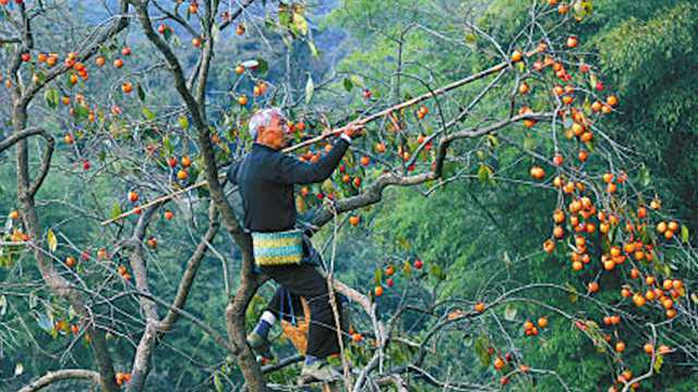 满山都是红柿子,这个600年的古村,终于火了!抓住秋天的尾巴快去吧