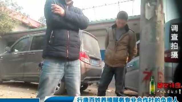 记者暗访石家庄笨鸡蛋销售商:根本没有笨鸡蛋,全是粉皮蛋冒充