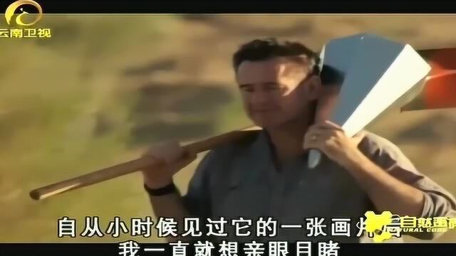 中国十大跳兔之一,长耳跳兔竟爱吃沙丁鱼,难以置信