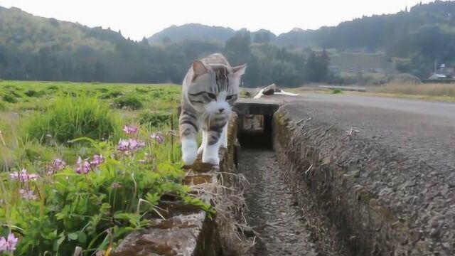 最特立独行的猫:日本这只猫爱旅游,每天还学习游泳