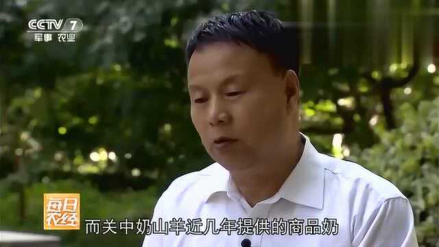 关中奶山羊产奶致富路,像小狗一样的山羊见过吗,太可爱了!