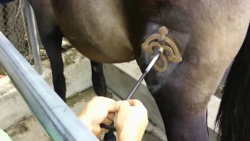 红烙铁在马屁股上印标志，马儿毫无反应，网友：我仿佛闻到烤肉香