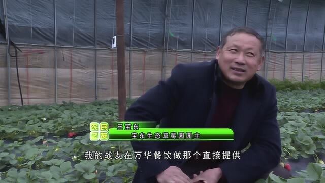 草莓采摘:最美时刻共分享