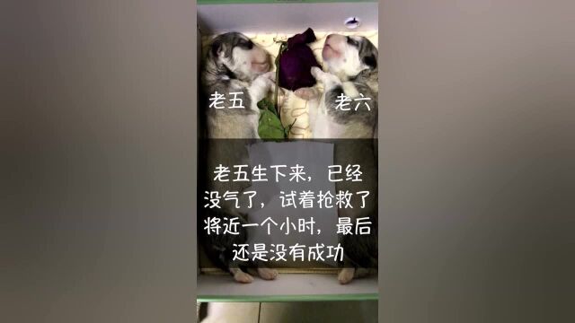 二哈“屎尿多”生了一窝狗宝宝,取的名字太搞笑了