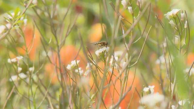 四川:建设美丽宜居公园城市 芙蓉园邂逅天府绿道之美