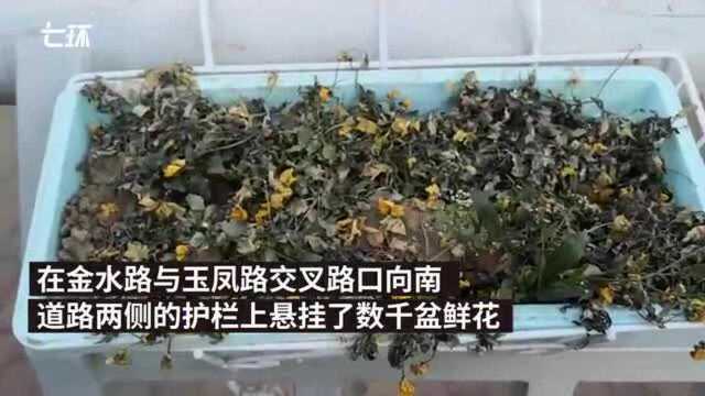 郑州街头护栏数千盆鲜花未浇水枯死