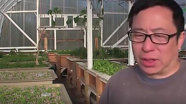 生菜先生详细讲解鱼菜共生AP系统 下