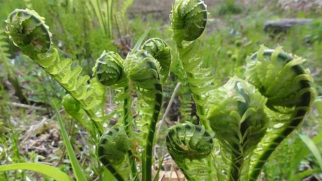 东北叫它“野菜王”,长白山“最干净”的蔬菜之一,养一盆吃不完!