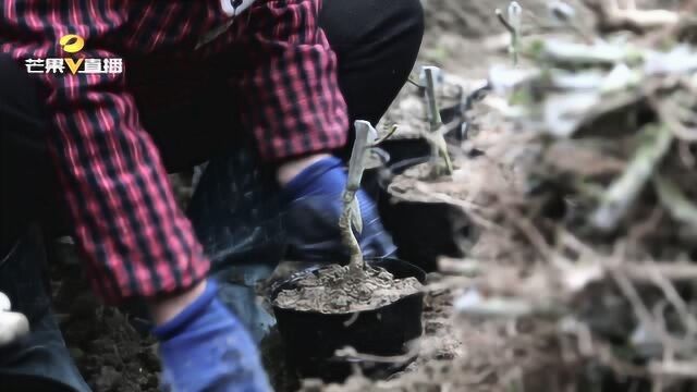 怀化靖州杨梅品种大改良,已成为当地致富增收主导产业