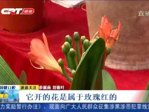 第十五届中国长春君子兰节:君子兰看似大同小异,细品起来学问多