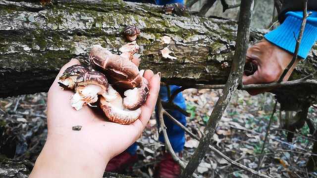 农村小伙大山采药,偶遇顶级野生美食花菇,舌尖上的中国推荐食材