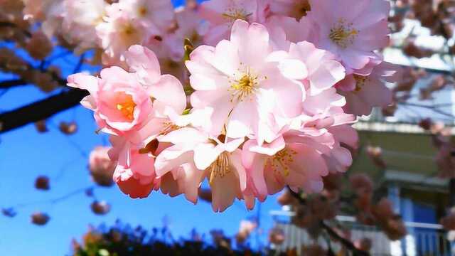 樱花美景邀您共赏,烂漫樱花竞相绽放