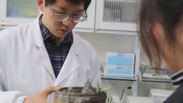 南京农业大学开“植物医院”:免费帮植物看病