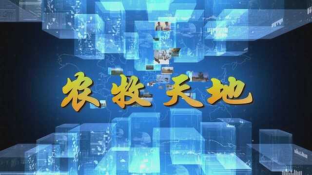 《农牧天地》 第15期 张锦峰:科学种植走上致富路